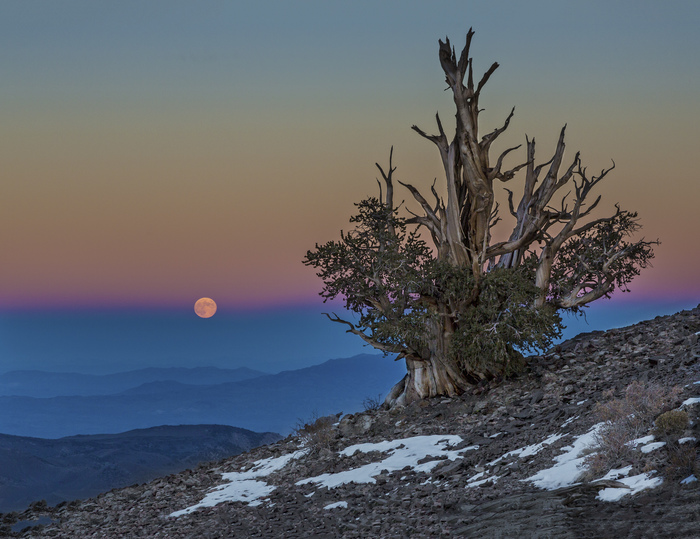 Don Jacobson Bristlecone Moon