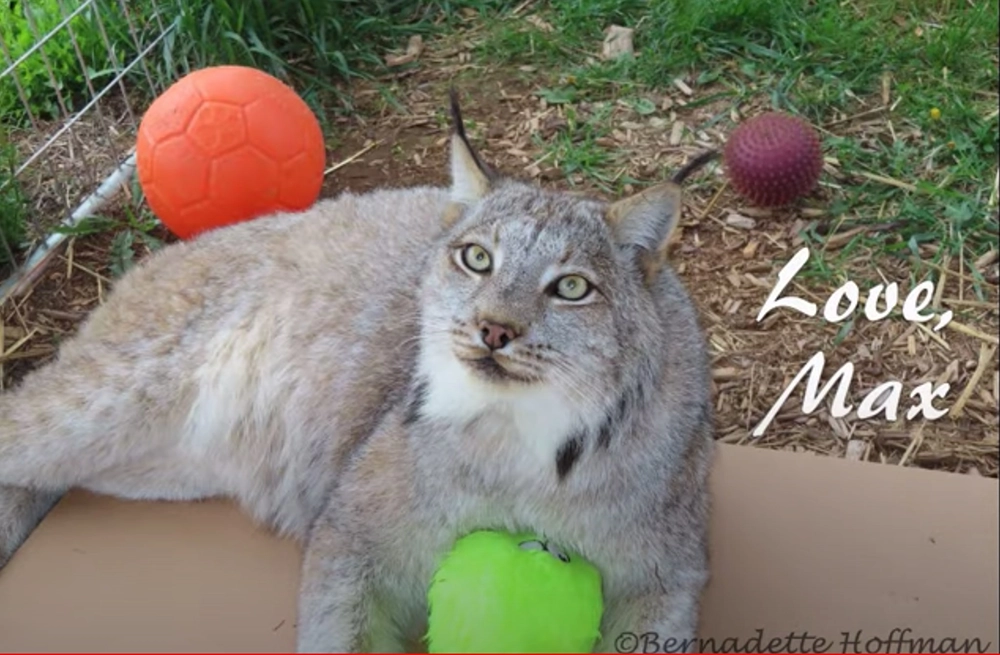 Eco Arts lynx