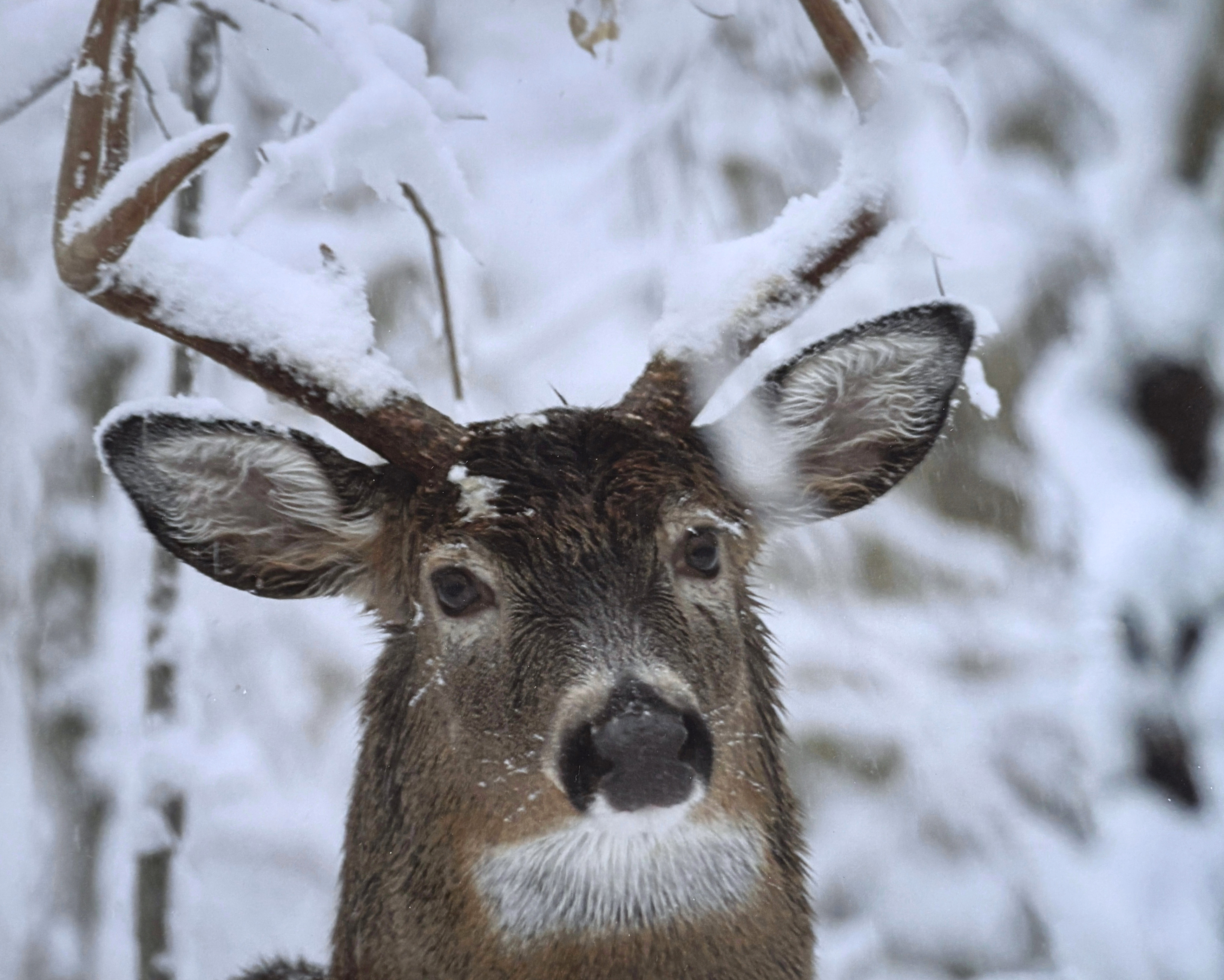 Gary Lee Deer Photography