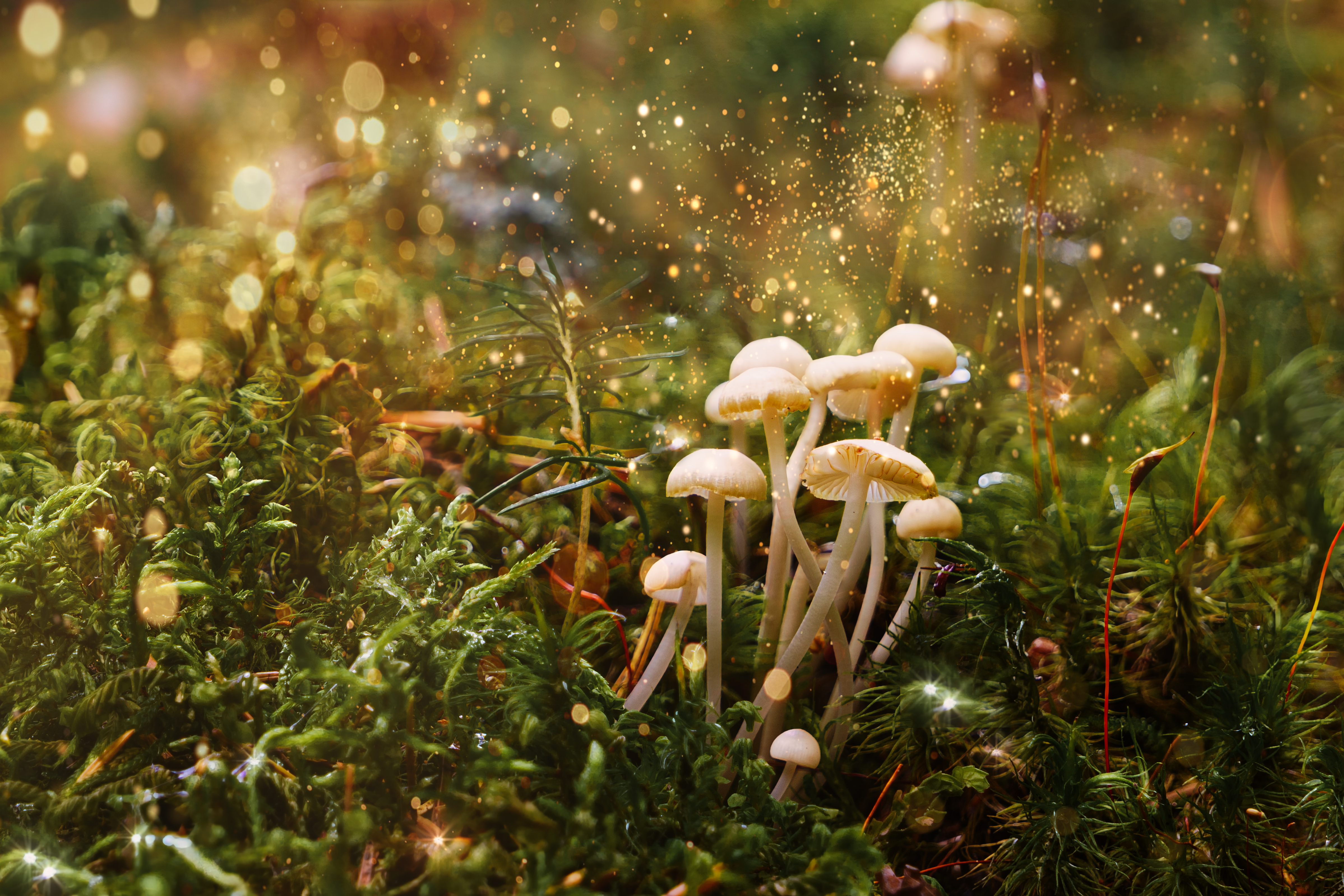 Whimsical surrealism AdobeStock 616803787