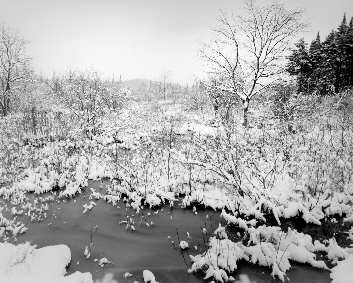 Winter Trees. 4x5