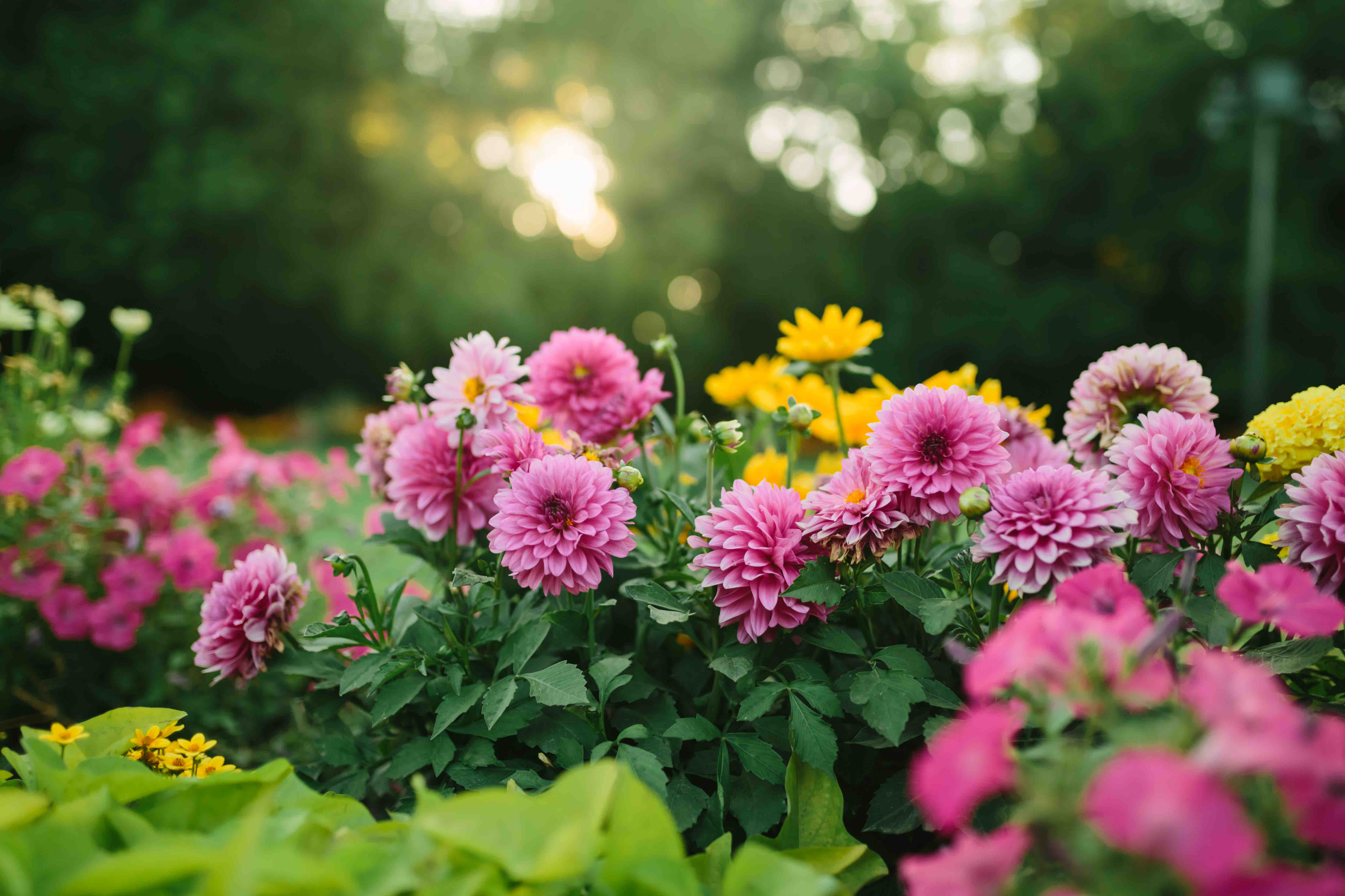 secret garden