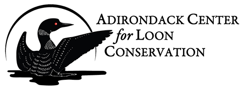 ADK Center for Loon Conservation