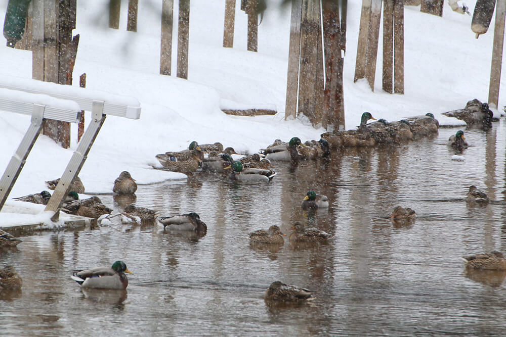 GL 241 Mallard ducks in the Inlet Channel