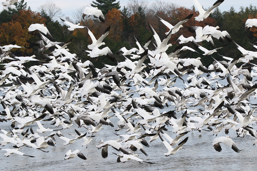 GL snow geese