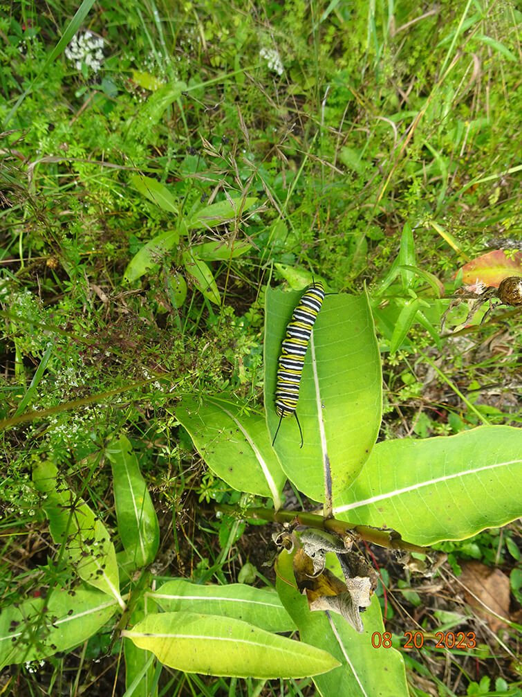 Gary Lee Caterpillar