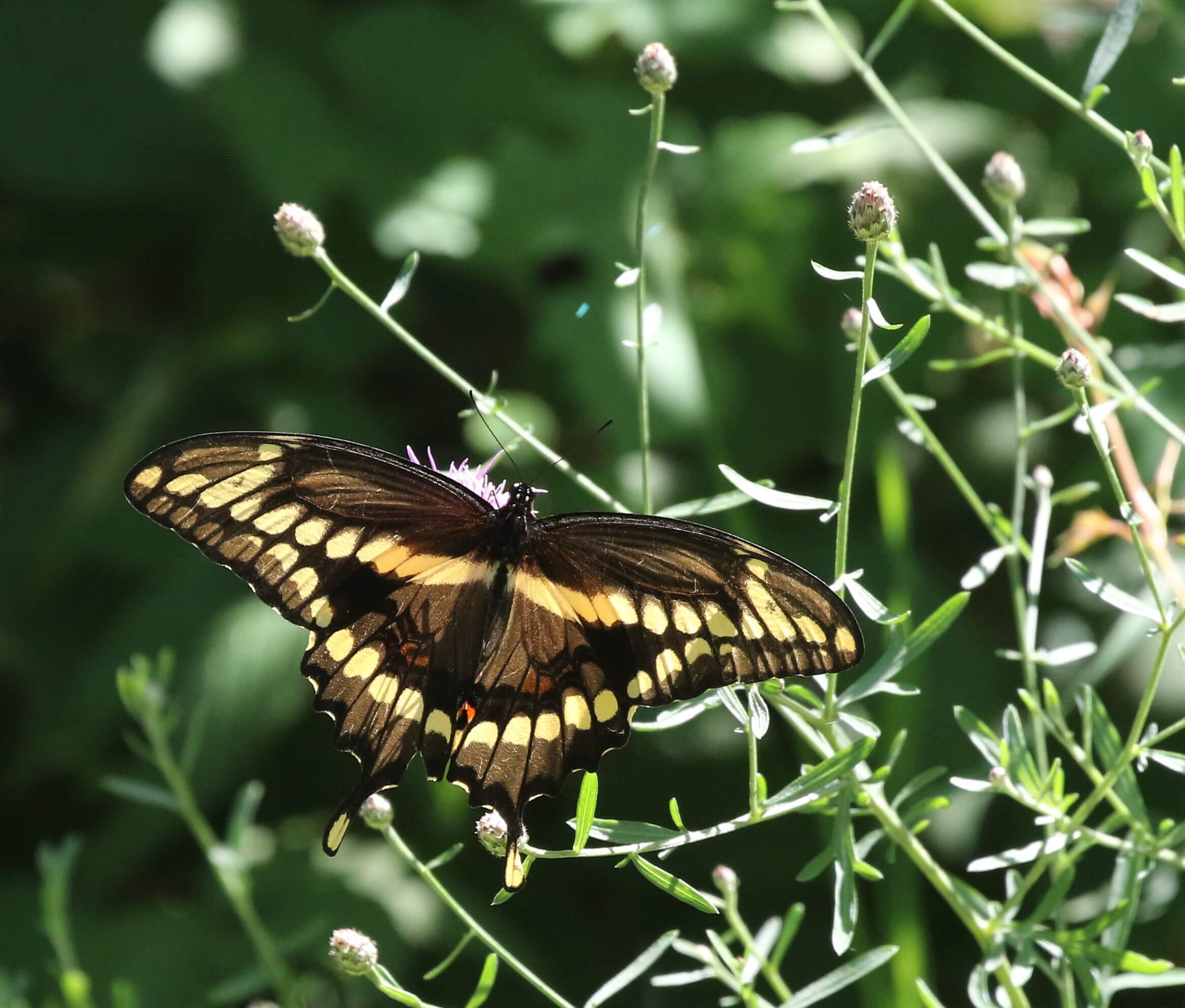 Gary Lee Swallowtail by Ellie