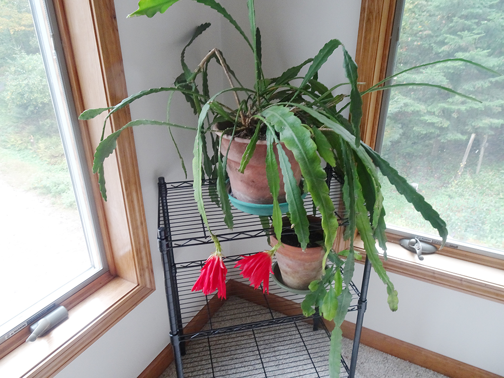 Gary Lee orchid cactus 2