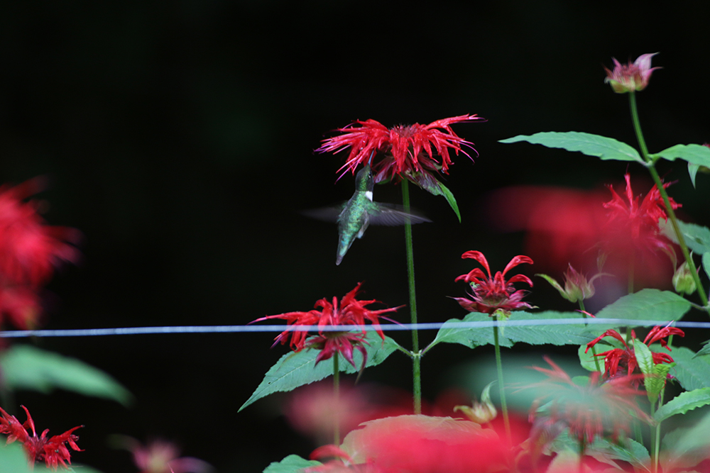 Hummer in bee balm