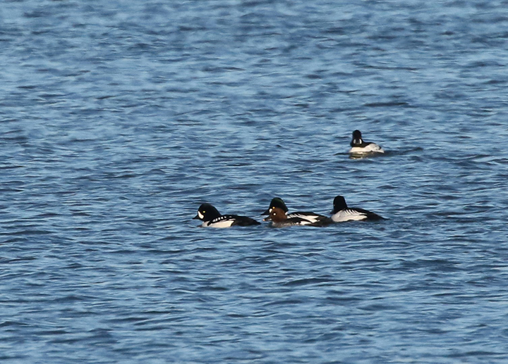 GL 243 Barrows and common goldeneyes by Ellie George