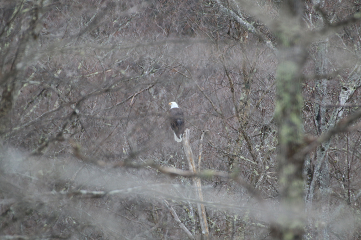 GL 248 Bald Eagle Across the Pond