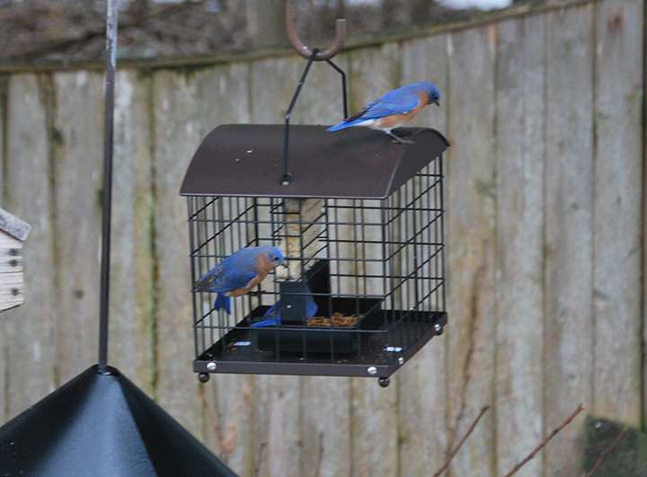 GL 249 Bluebirds by a feeder by Wendy Wagner