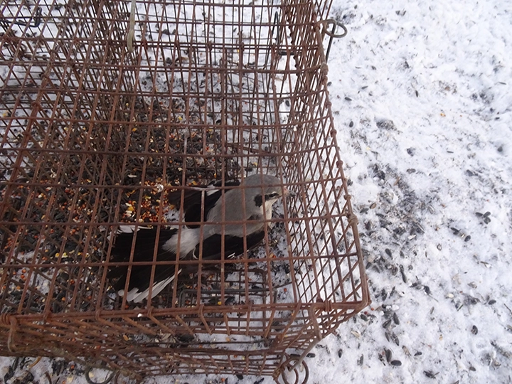 GL 303 Shrike in potter trap