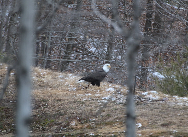GL 304 Bald Eagle