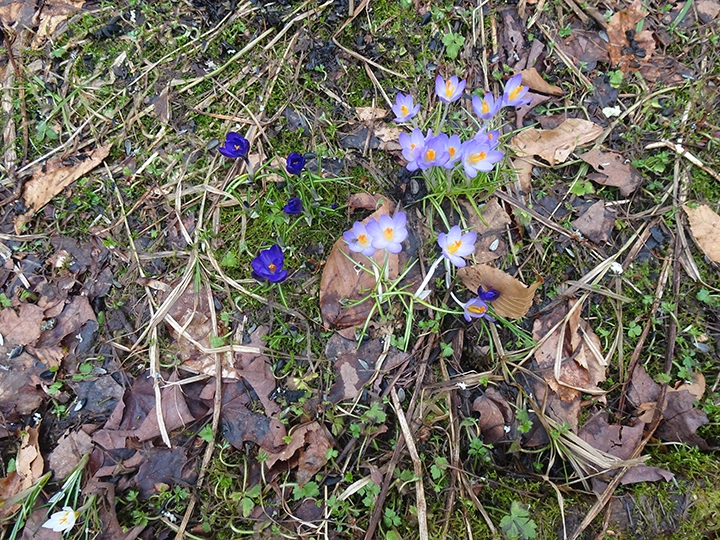 GL 305 Crocus