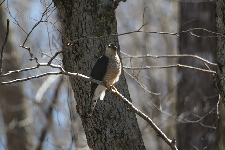 GL 305 Sharp Shinned Hawk