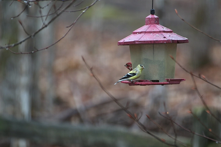 GL 306 Goldfinch