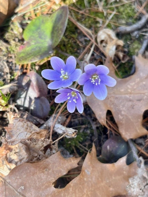 GL 307 Blue hapatica by Stacy Robinson