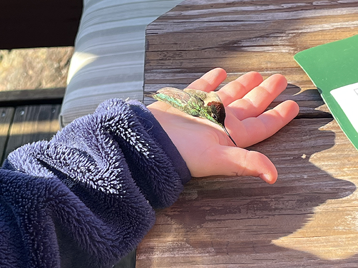 GL 312 Hummingbird in hand by Jeanne Tommell
