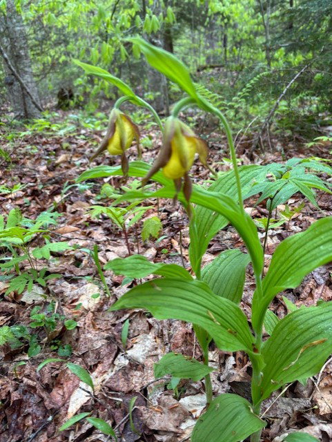 GL 312 Yellow Lady Slippers