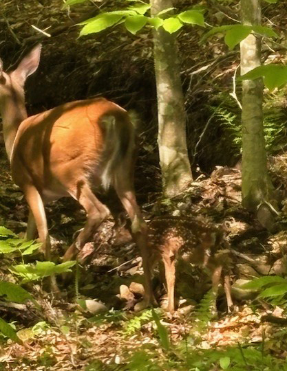GL 314 Doe and Fawn