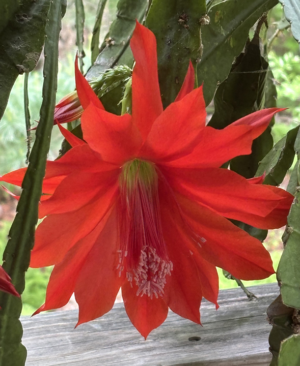 GL 314 Orchid Cactus