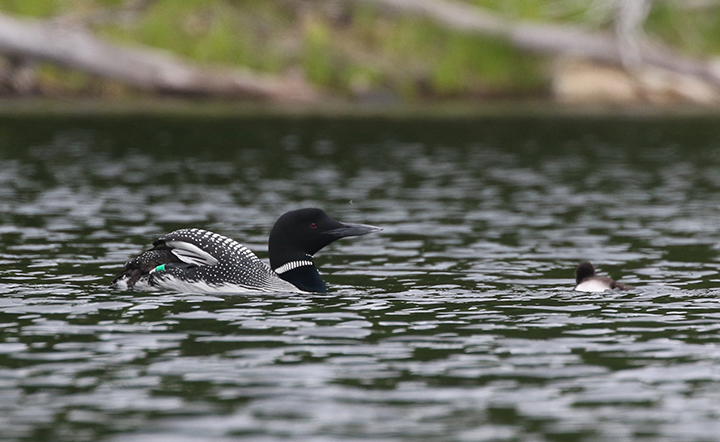 GL 315 Banded Loon and Chick by Ellie George