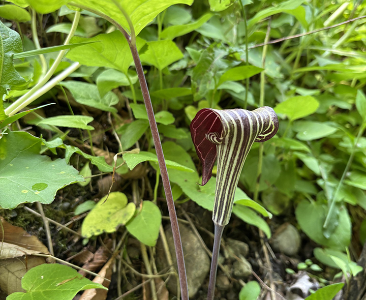 GL 315 Jack in the pulpit