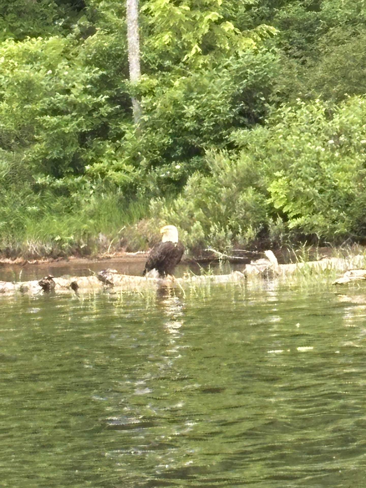 GL 316 Bald Eagle