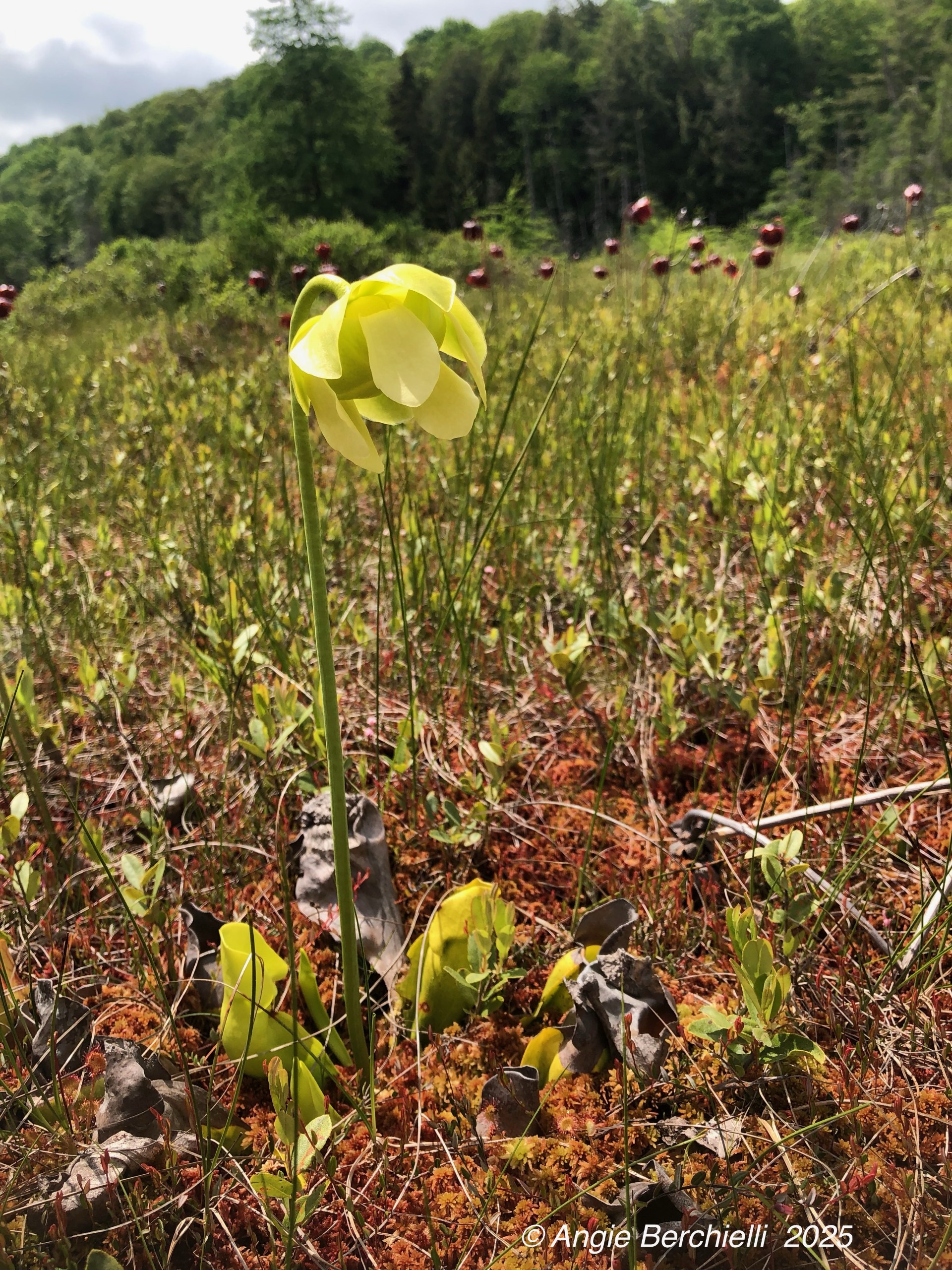GL 316 Yellow Pitcher Plant Flower by Angie Berchielli
