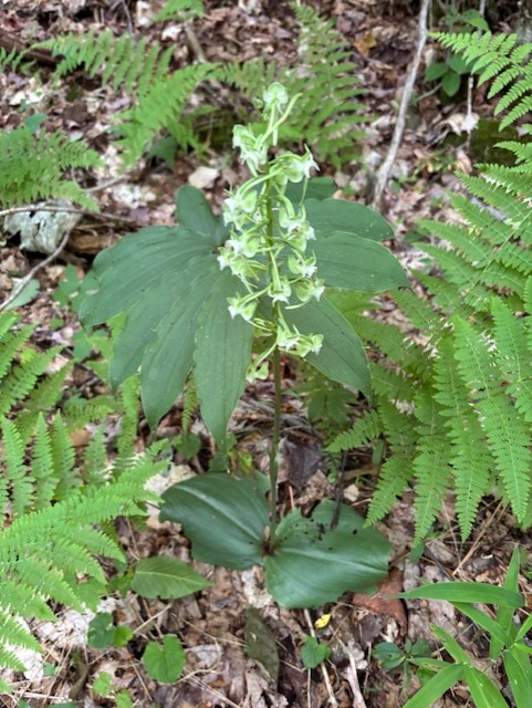 GL 317 Large Pad Leaf Orchid