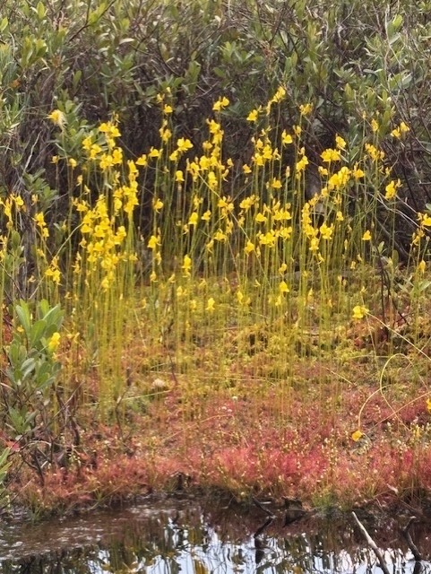 GL 319 Yellow Horned Bladderwort Sundew