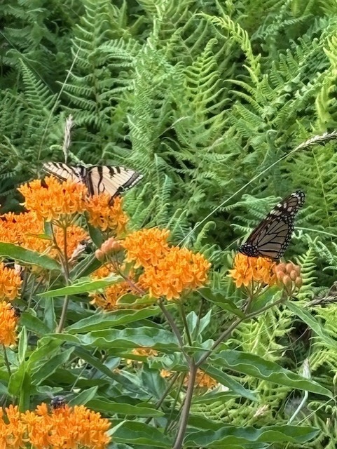 GL 321 Monarch and Yellowe Swallowtail on butterfly weed