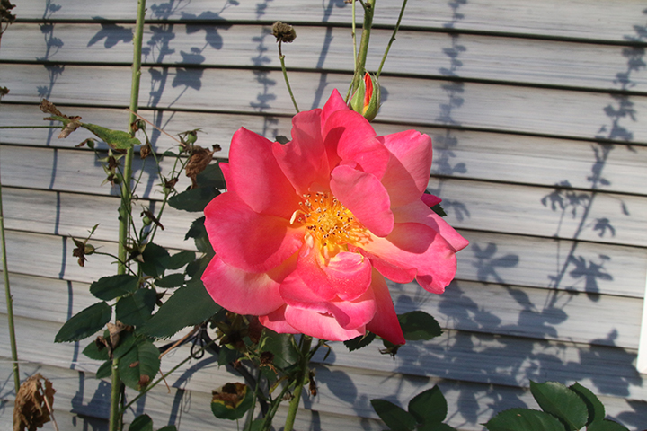 GL 331 Karens Rose v2