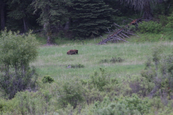 Grizzly Bear