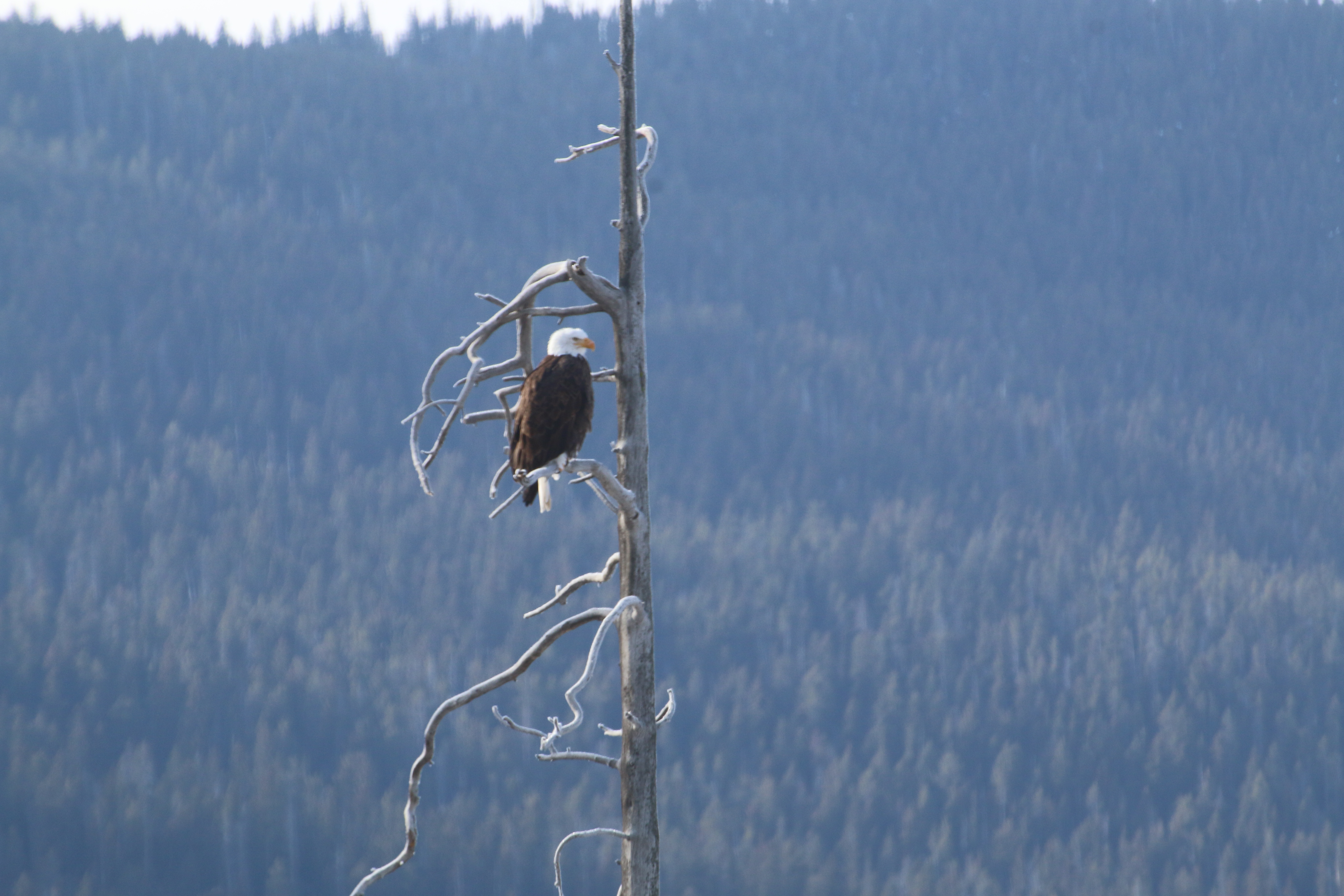 IMG 0229.JPGBald eagle