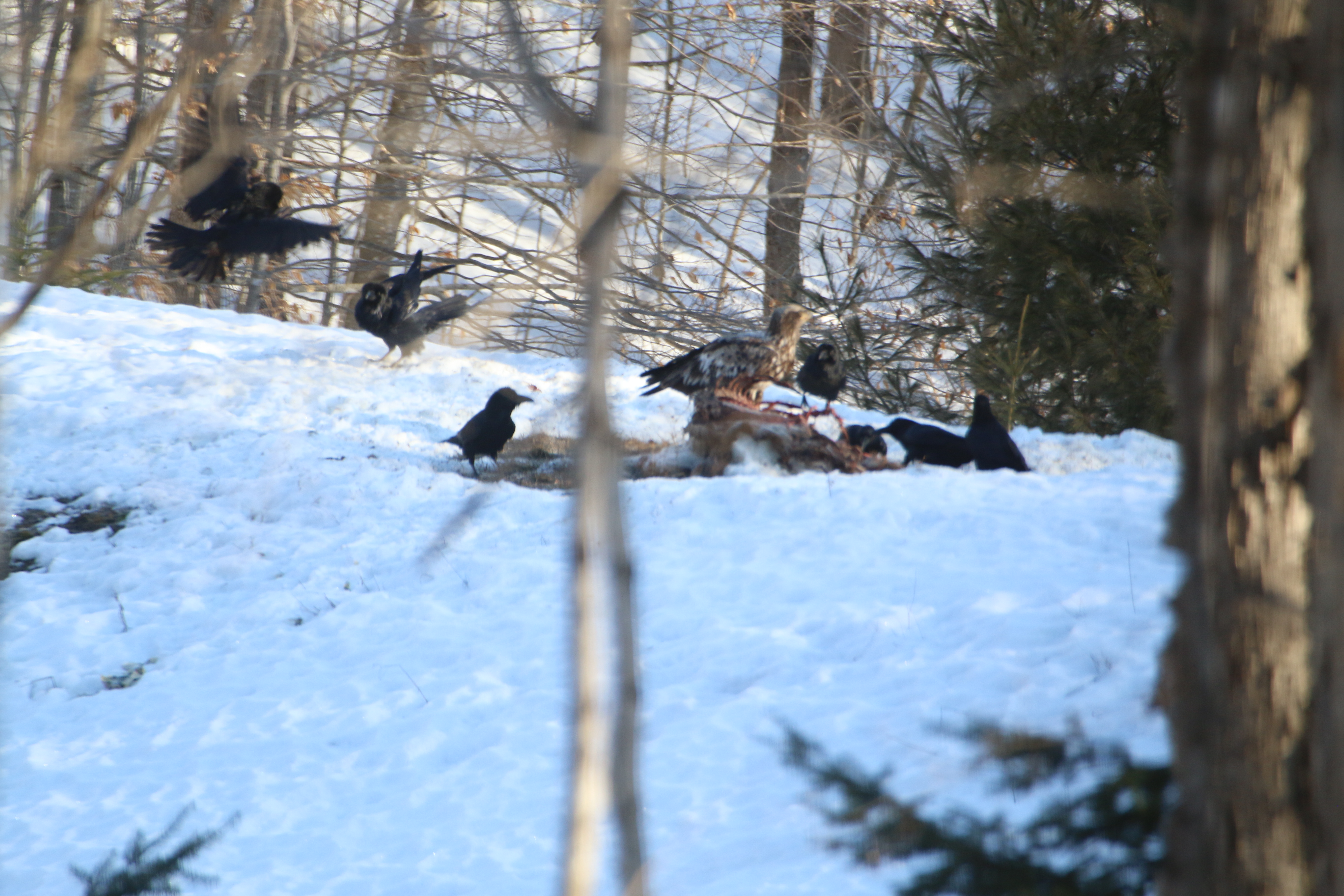 IMG 0948.JPGBald eagle