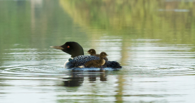 Loon with chicks Dog Island First Lake photo by Don Andrews