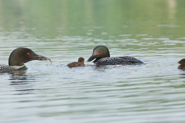 Loons feeding chicks Sixth Lake photo by Don Andrews