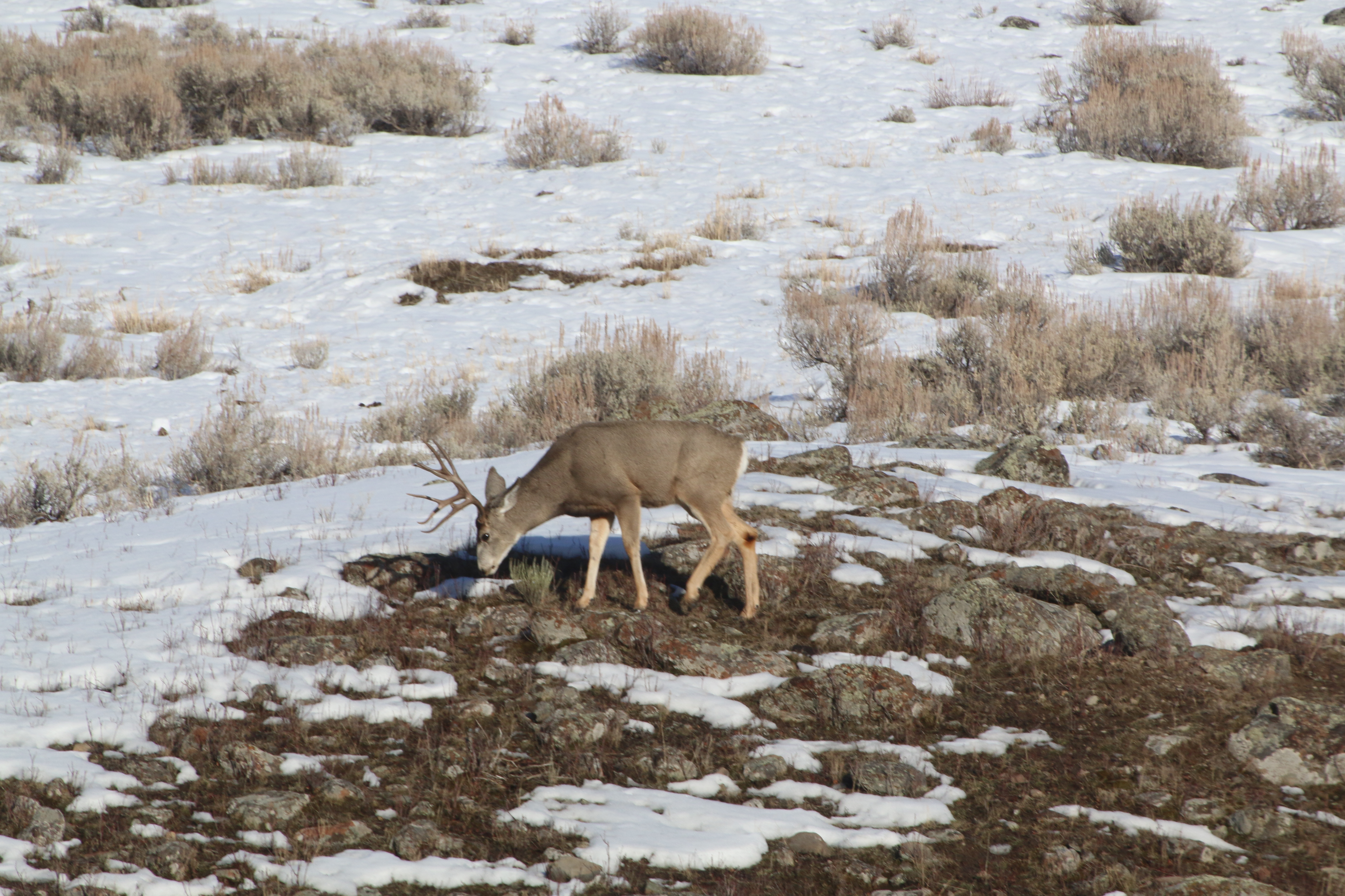 Mule deer