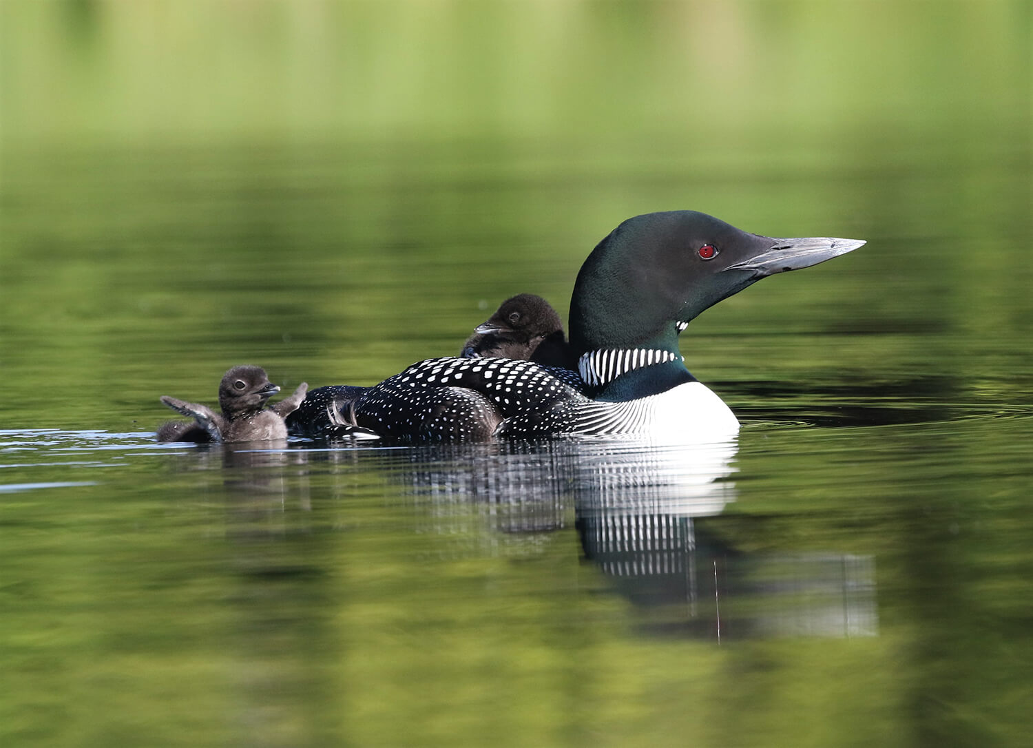 OAGL loon 1