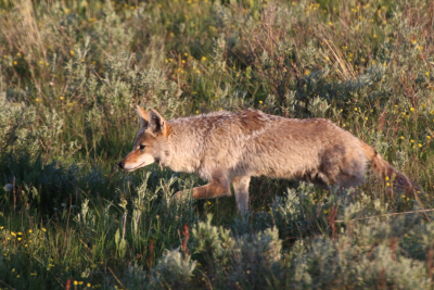 Outdoor Coyote