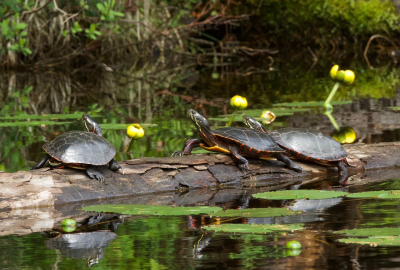 Painted turtles by Don Andrews