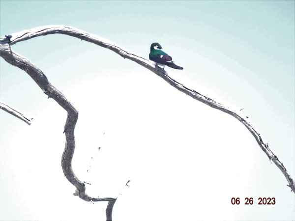 Velvet Green Swallow