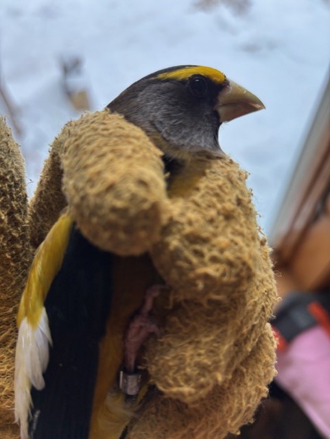 fe422a46 573f 477c 8c5f 95a7313ef613.jpggrosbeak