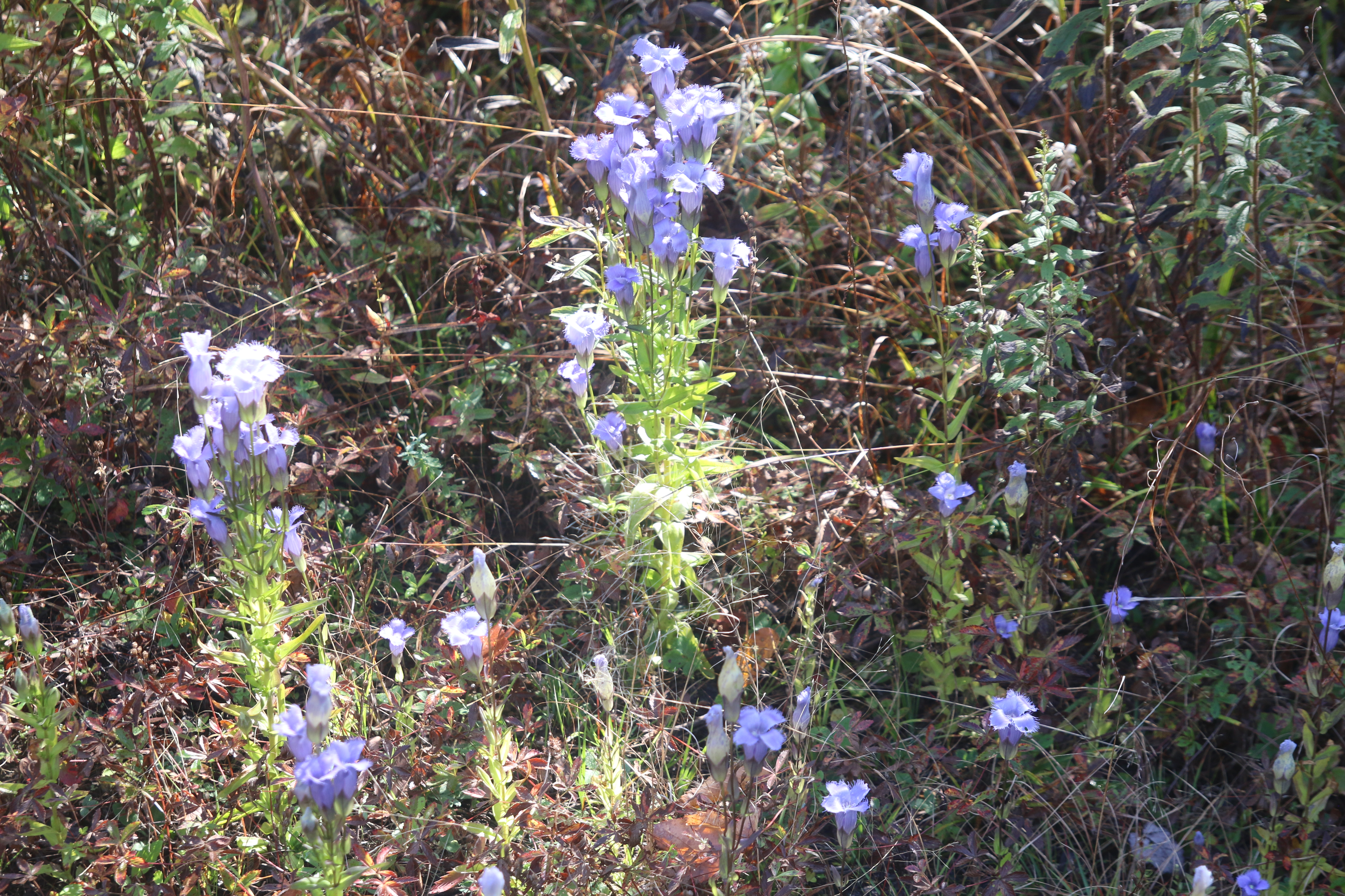 gentians 1