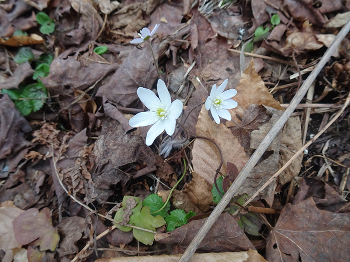 gl 308 Hepatica