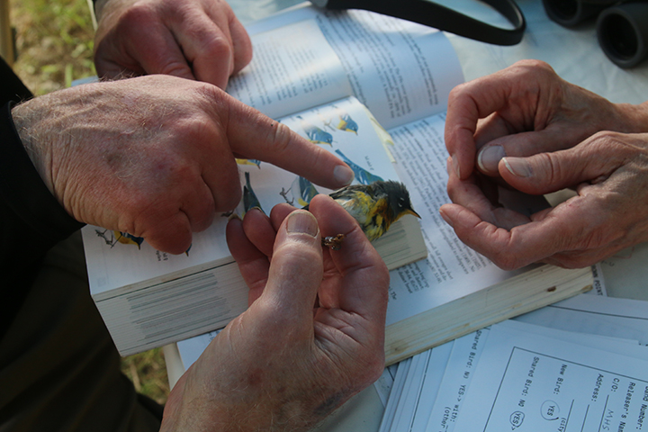 gl 310 Banding a Northern Parula Warbler