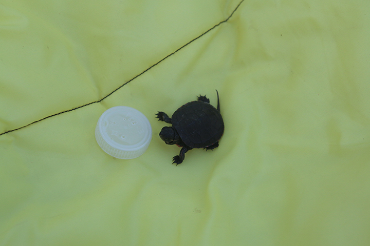 gl 311 Turtle and Bottle Cap