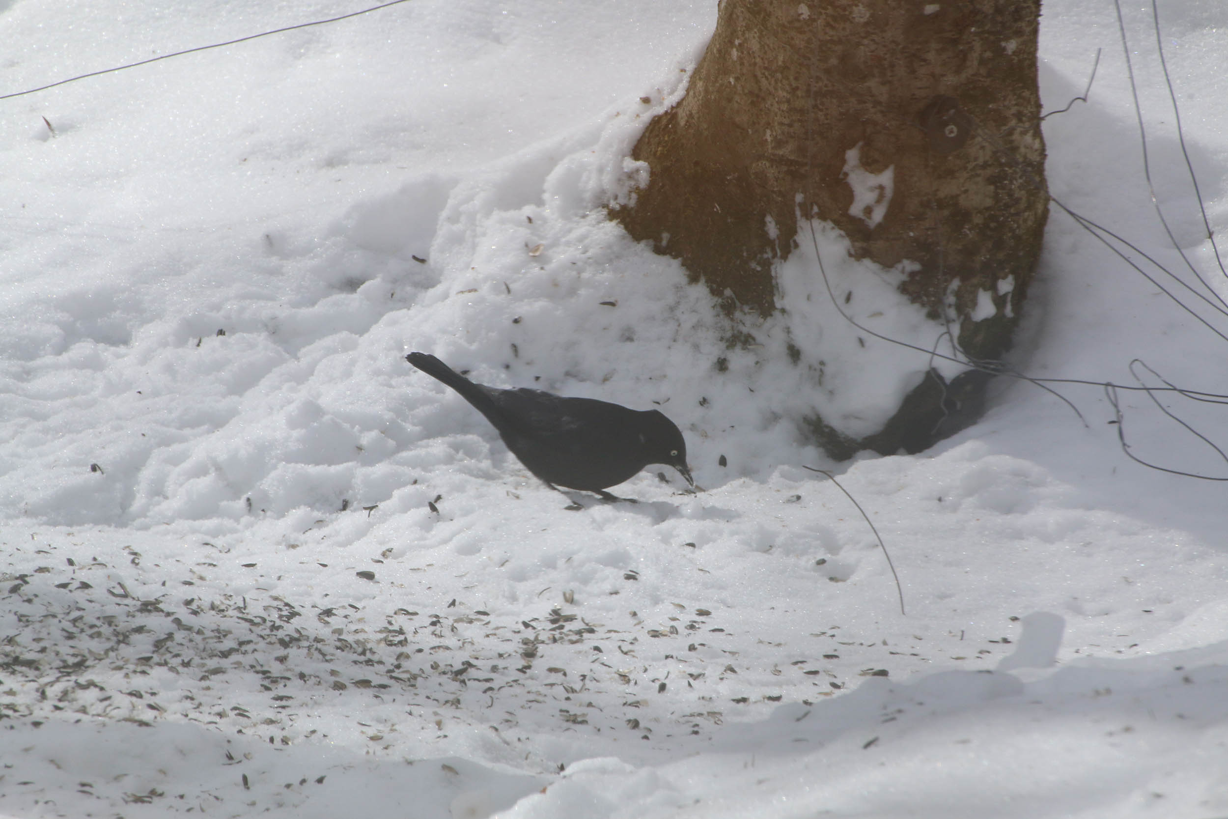gl 355 rusty blackbird